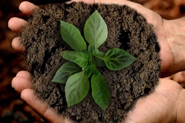 Instituconal Sustentabilidade Totalkraft Embalagens